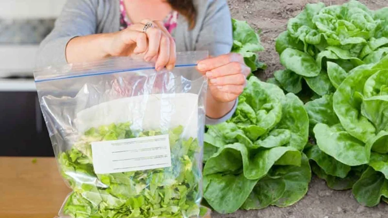 Comment Conserver La Salade Au Réfrigérateur