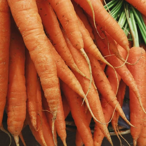 Pourquoi Conserver Les Carottes Au Réfrigérateur